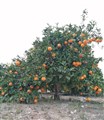 Apelsinträd.jpg